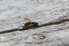 Vespula atropilosa