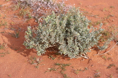 Atriplex vesicaria