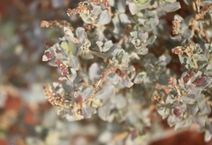 Atriplex vesicaria