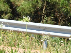 Agapanthus praecox