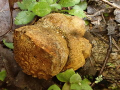 Scleroderma septentrionale