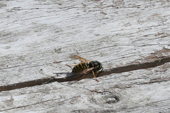 Vespula atropilosa