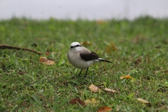 Fluvicola nengeta