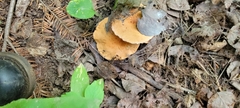 Lactifluus volemus