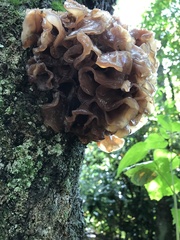 Fungi