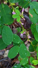 Lespedeza