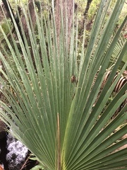 Osteopilus septentrionalis