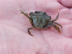 Carcinus maenas