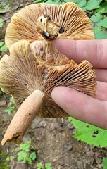 Lactifluus volemus