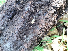 Holoverticata