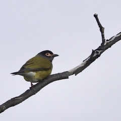 Sphecotheres vieilloti