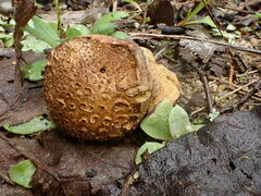 Scleroderma septentrionale