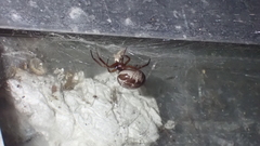 Steatoda nobilis