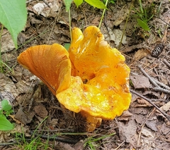 Hypomyces lactifluorum