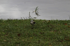 Fluvicola nengeta