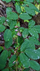 Lespedeza