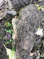 Holoverticata