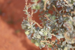 Atriplex vesicaria