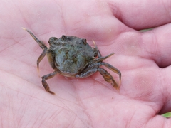 Carcinus maenas