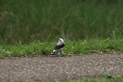Fluvicola nengeta