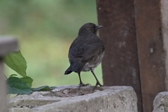 Turdus ignobilis