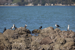 Phalacrocorax varius varius