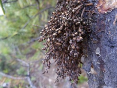 Arceuthobium americanum