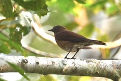 Turdus hauxwelli