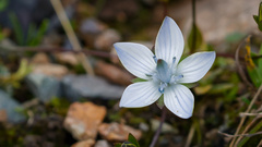 Lomatogonium carinthiacum