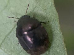 Thyreocoridae