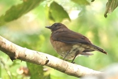 Turdus hauxwelli