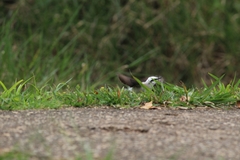 Fluvicola nengeta