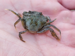 Carcinus maenas