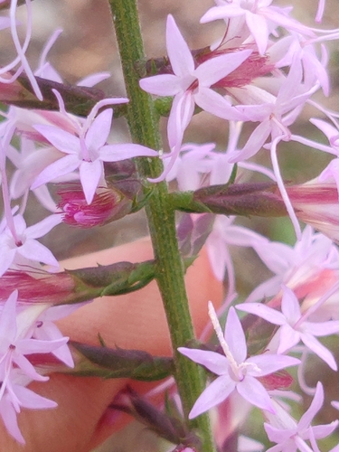 Image of Liatris provincialis by (c) Scott Allen Davis, some rights reserved (CC BY)