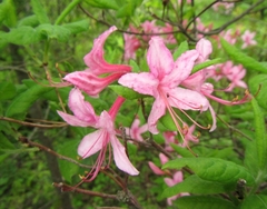 Rhododendron prinophyllum