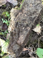 Holoverticata