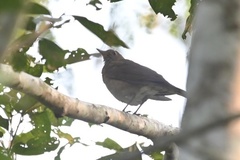 Turdus hauxwelli