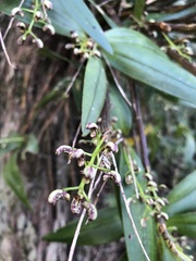 Dendrobium gracilicaule