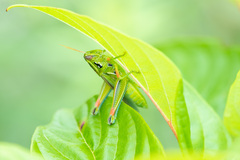 Hesperotettix viridis