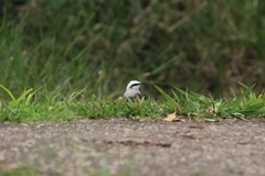 Fluvicola nengeta