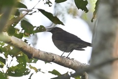 Turdus hauxwelli