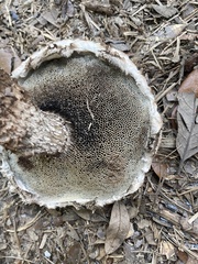 Strobilomyces
