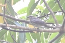 Myiodynastes maculatus