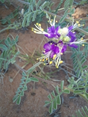 Dalea lanata