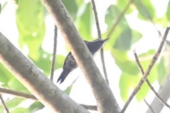 Dryobates passerinus