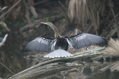 Anhinga anhinga
