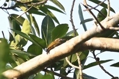 Dryobates passerinus