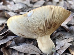 Lactifluus volemus