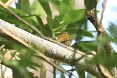 Dryobates passerinus