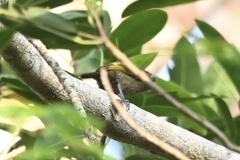 Dryobates passerinus